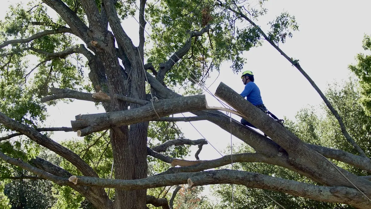 Professional Crown Thinning performed by certified arborists in Wevertown